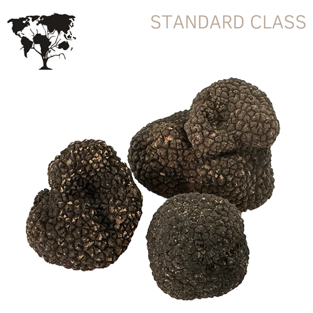 italian fresh tuber aestivum