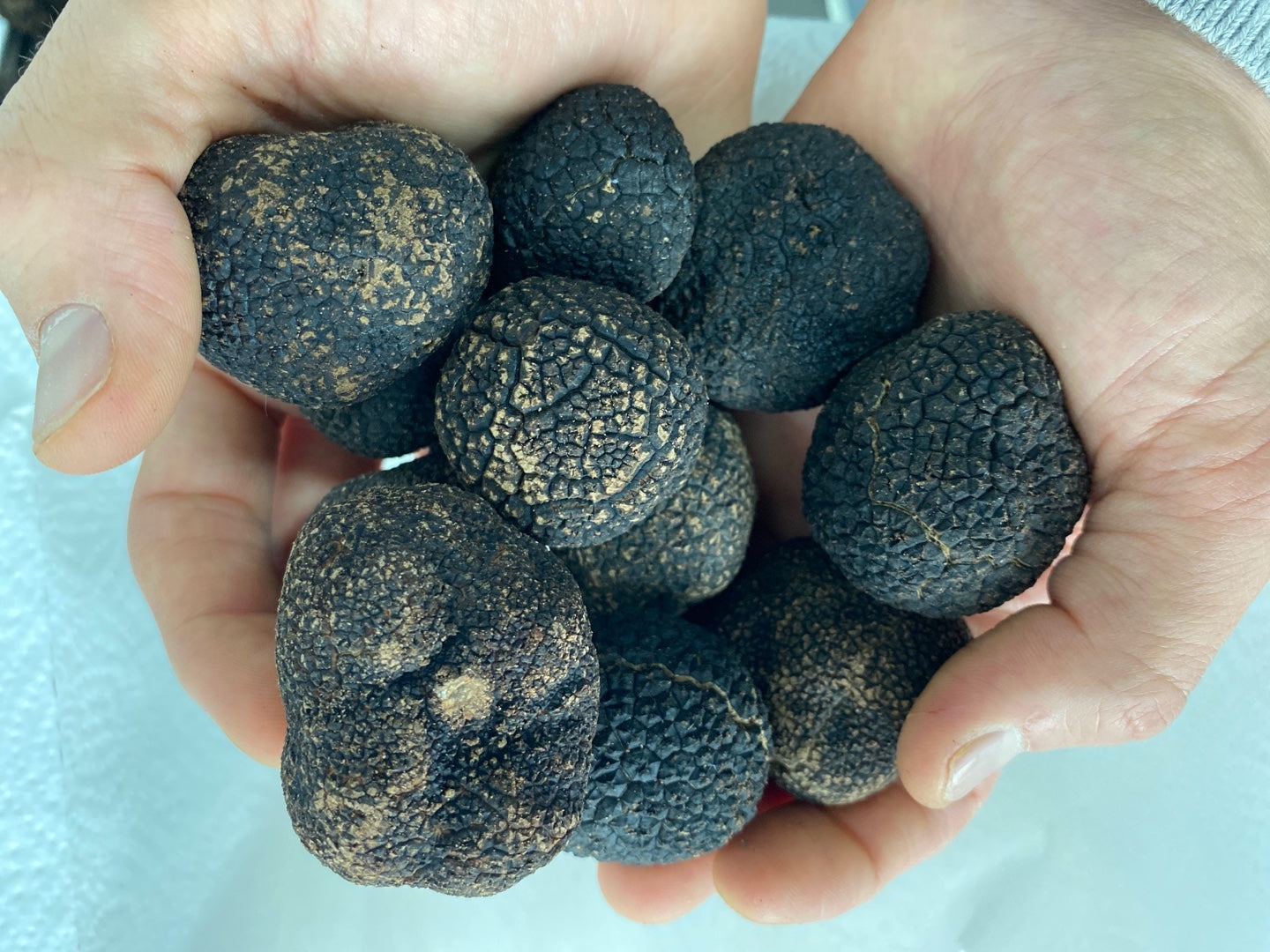 The best Italian Truffles at the right price – creativatruffles