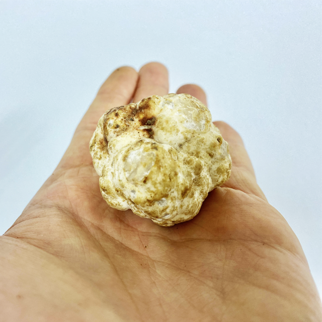 Bianchetto Fresco Italiano "TUBER Borchii" Tartufo Bianco Classe Standard