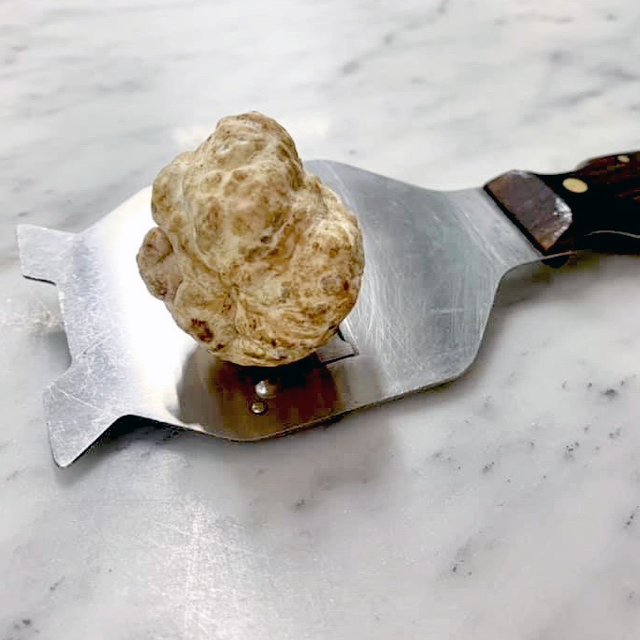 Bianchetto Fresco Italiano "TUBER Borchii" Tartufo Bianco Classe Standard