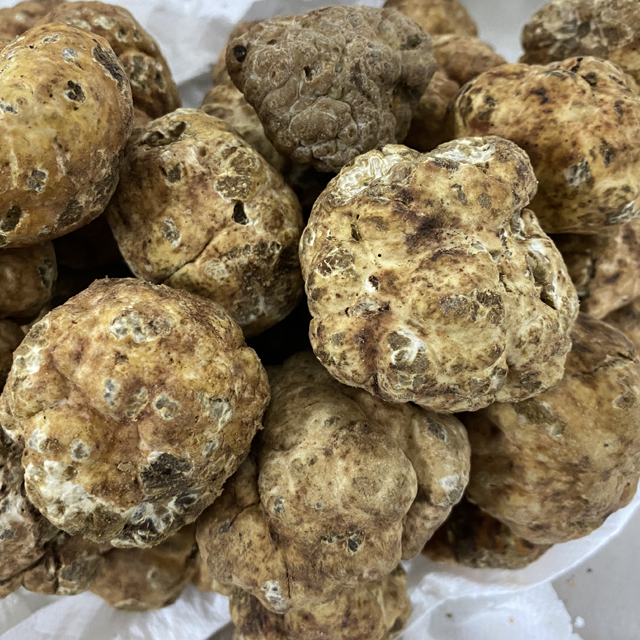 Bianchetto Fresco Italiano "TUBER Borchii" Tartufo Bianco Classe Standard